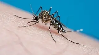 ¿Cómo se previene el Dengue - kineplanet